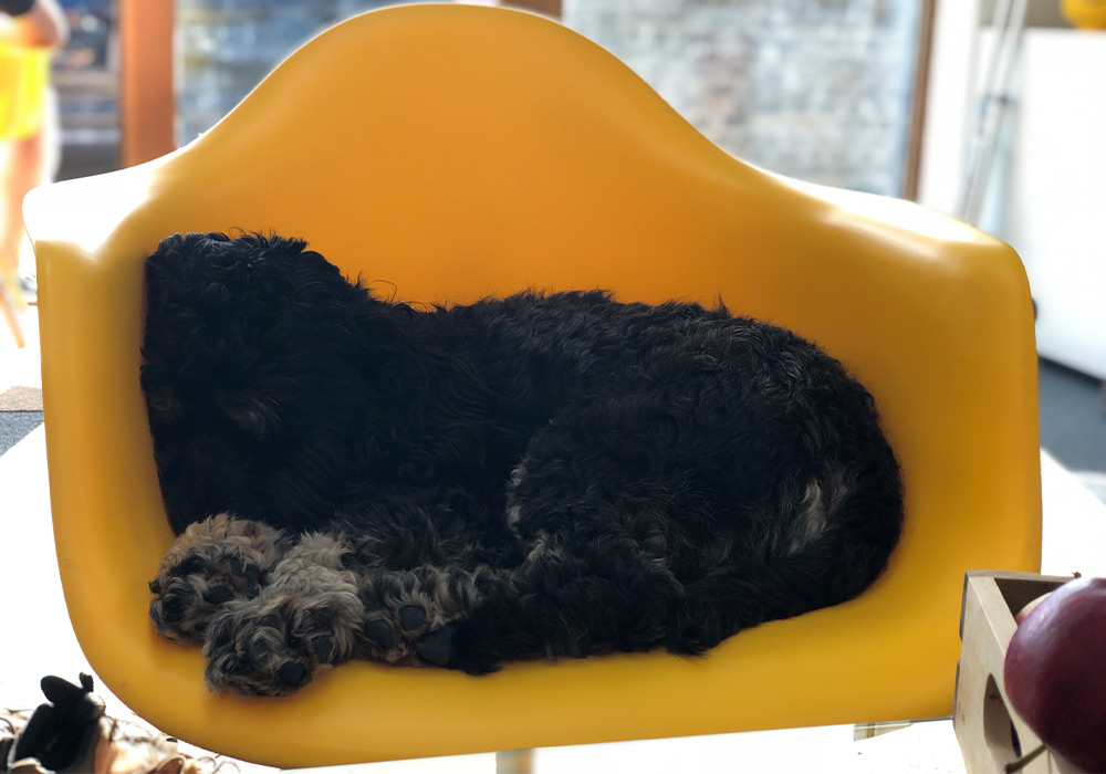 Dexter, our office dog, sat on a yellow chair